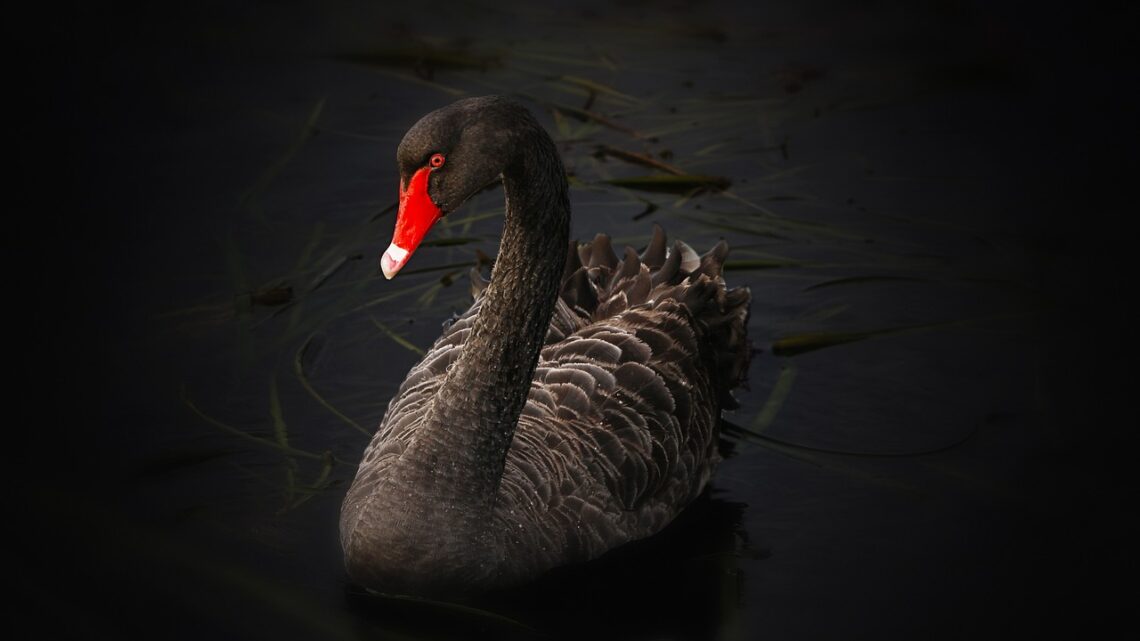 future literacy cigno nero wild cardswan-122983_1280